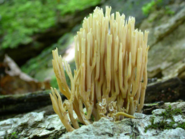R. stricta – Strict, meaning very straight and upright, is a good name for this coral mushroom.